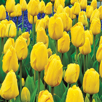 Golden Parade Tulip