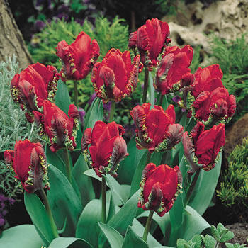 Rococo Parrot Tulip