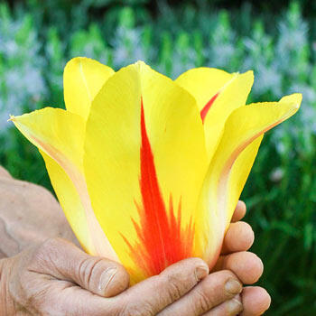 Hocus Pocus Tulip