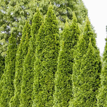 Emerald Green Arborvitae Hedge | Shop Online Now | Breck's