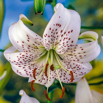 White Twinkle Lily