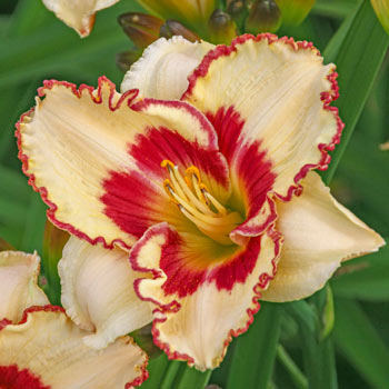 Cryptic Message Daylily