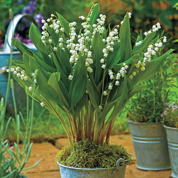 Giant Lily-of-the-Valley