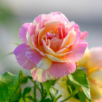 Twilight Zone Floribunda Rose - Roses Victoria