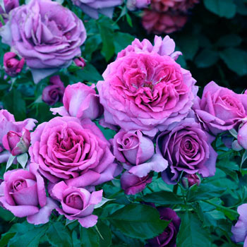 Midas Touch™ - Star® Roses and Plants