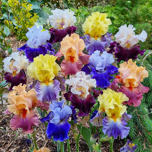 Two-Tone Bearded Iris Mixture