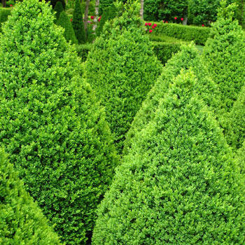 Buy Boxwood Green Mountain Hedge | Hedges and Shrubs | Breck's