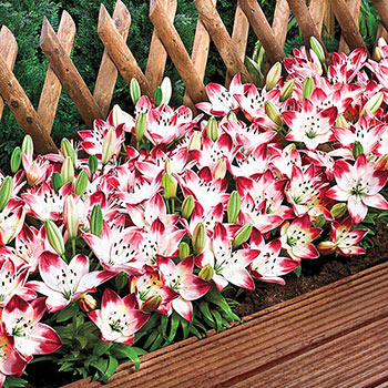 Sugar Baby Carpet Border Lily<sup>™</sup>