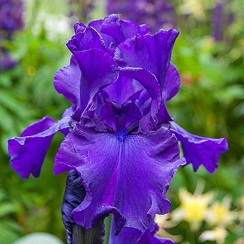 Titan's Glory Bearded Iris