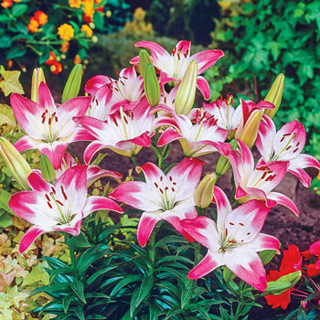 Lollypop Asiatic Lily | Brecks Premium Bulbs