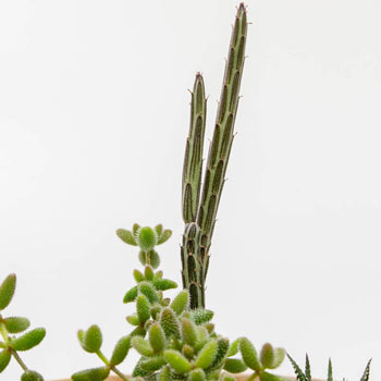 Senecio strapeliiformis
