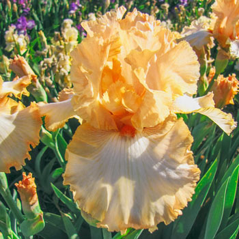 Apricot Kerfuffle Bearded Iris