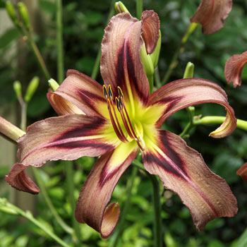 Black Arrowhead Daylily