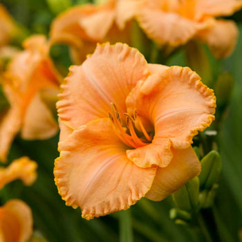 Full Moon Magic Reblooming Daylily