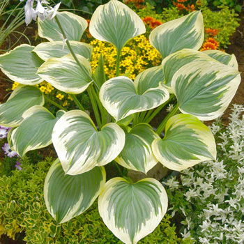 Band of Gold Hosta