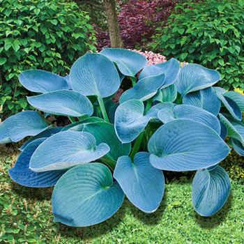 Buckshaw Blue Hosta