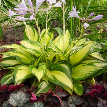 Morning Light Hosta