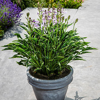 Praying Hands Hosta