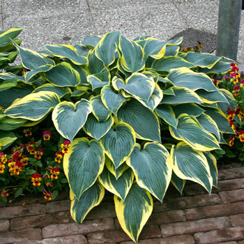 Valley's Glacier Hosta