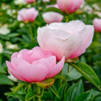 Soft Salmon Saucer Peony