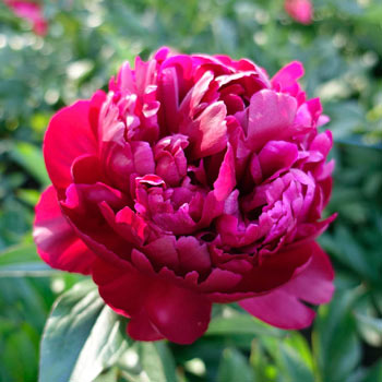 Peter Brand Peony | Shop Peonies | Breck's