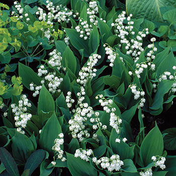 Lily-of-the-Valley  Super Sak<sup>®</sup>