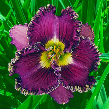 Spilled Wine Reblooming Daylily