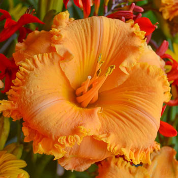 Gretchen Apps Reblooming Daylily