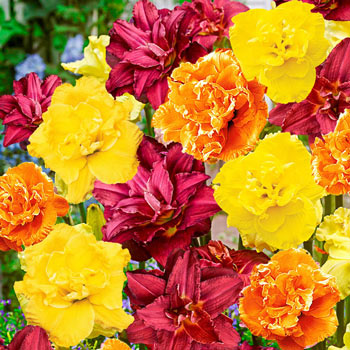 Double Daylily Mixture