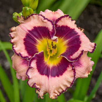 Sound of My Heart Reblooming Daylily