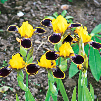 Bumblebee Deelite Dwarf Bearded Iris