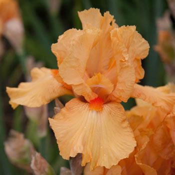 Maid of Orange Bearded Iris