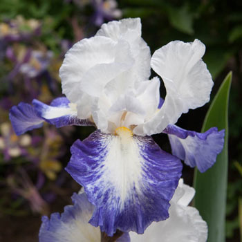 Mission Ridge Bearded Iris