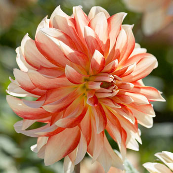 Penny Lane Dahlia