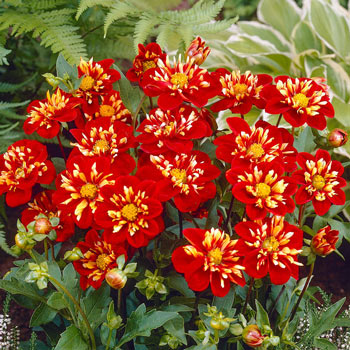 Impression Festivo Dahlia