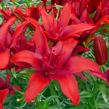 Red Twin Asiatic Lily