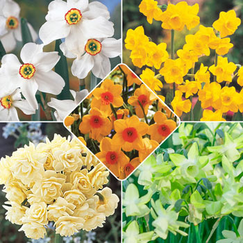 Most Fragrant Daffodil Collection