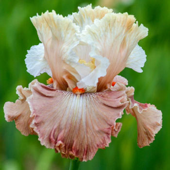 size #1 Large Rhizome 1 Tall Bearded Iris "SORBONNE" 