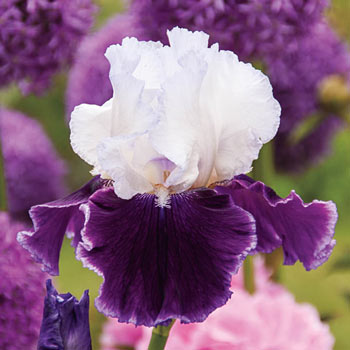 Love Is All Around Bearded Iris