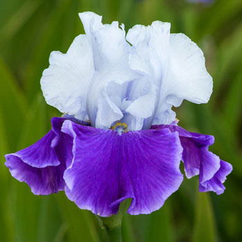 Snow Melt Reblooming Bearded Iris