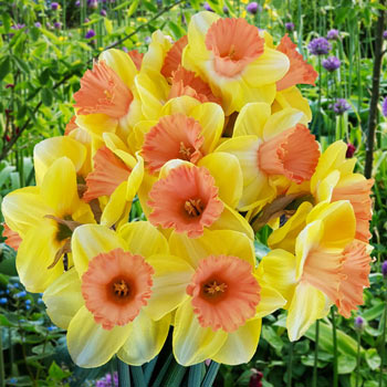 Color Magic Daffodil