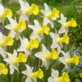 Peeping Jenny Daffodil