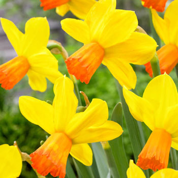 Velocity Daffodil