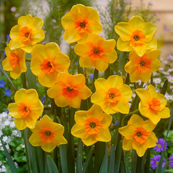 Anfield Daffodil