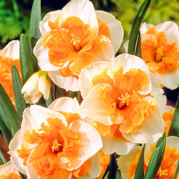 Love Call Daffodil
