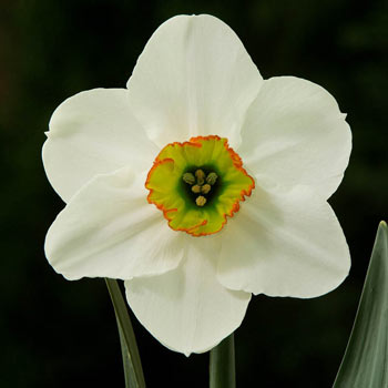 Goose Green Daffodil