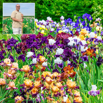 Breeders Choice Bearded Iris Mixture