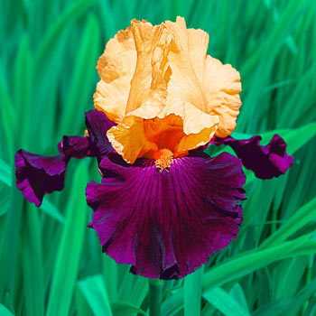 Large Rhizome size #1 1 Tall Bearded Iris "SORBONNE" 