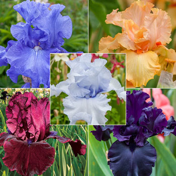Solid-Colour Bearded Iris Collection