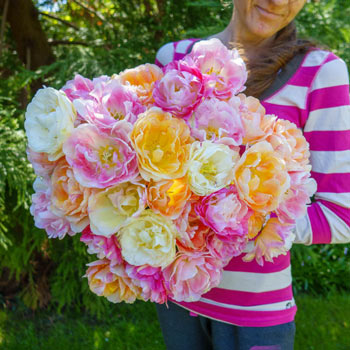 Pink Moscato Tulip Blend